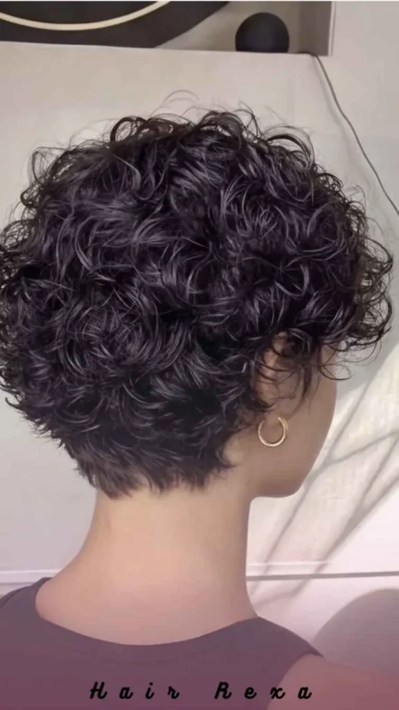 Curly Pixie Bob (Pob)